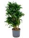Epipremnum Pinnatum Global Green