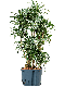 Monstera Siltepecana