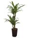 Scindapsus Treubii Dark plant