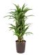 Syngonium Red Spot blad