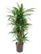 Syngonium Red Spot blad