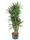 Scindapsus Treubii Dark plant