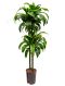Epipremnum Pinnatum Global Green blad