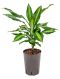 Syngonium Red Spot blad