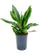 Epipremnum Pinnatum Global Green blad