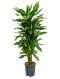 Scindapsus Treubii Dark plant