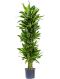Scindapsus Treubii Dark plant