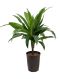 Scindapsus Treubii Dark plant