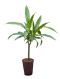 Scindapsus Treubii Dark plant