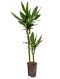 Scindapsus Treubii Dark plant