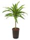 Syngonium Red Spot blad