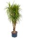 Epipremnum Pinnatum Global Green