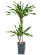 Monstera Siltepecana