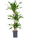 Monstera Siltepecana