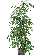 Epipremnum Pinnatum Global Green