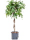 Monstera Siltepecana