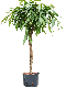 Syngonium Three Kings blad
