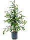 Epipremnum Pinnatum Global Green