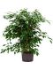 Epipremnum Pinnatum Global Green blad