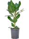 Epipremnum Pinnatum Global Green