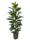 Scindapsus Treubii Dark plant