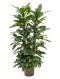 Scindapsus Treubii Dark plant