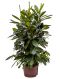 Syngonium Red Spot blad