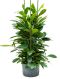 Scindapsus Treubii Dark plant