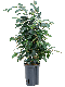Syngonium Red Spot blad