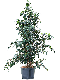 Scindapsus Treubii Dark plant