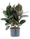 Hoya Serpens blad