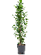 Epipremnum Pinnatum Global Green