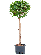 Scindapsus Treubii Dark plant