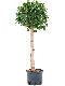 Scindapsus Treubii Dark plant