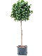Marcgravia Sintenisii