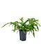 Syngonium Red Spot blad