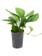 Epipremnum Pinnatum Global Green blad