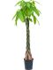 Epipremnum Pinnatum Global Green