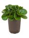 Syngonium Red Spot blad