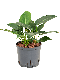 Monstera Siltepecana
