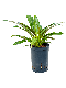 Epipremnum Pinnatum Global Green blad