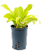 Syngonium Red Spot blad