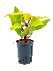 Epipremnum Pinnatum Global Green blad