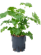 Epipremnum Pinnatum Global Green