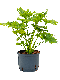 Marcgravia Sintenisii