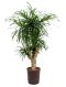 Epipremnum Pinnatum Global Green blad variegata
