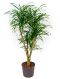 Epipremnum Pinnatum Global Green blad variegata