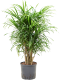 Epipremnum Pinnatum Global Green