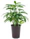 Scindapsus Treubii Dark plant