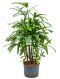 Syngonium Three Kings